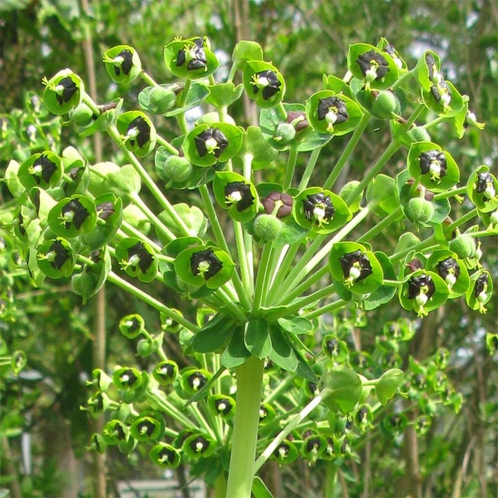 Euforbio mediterráneo - Euphorbia characias