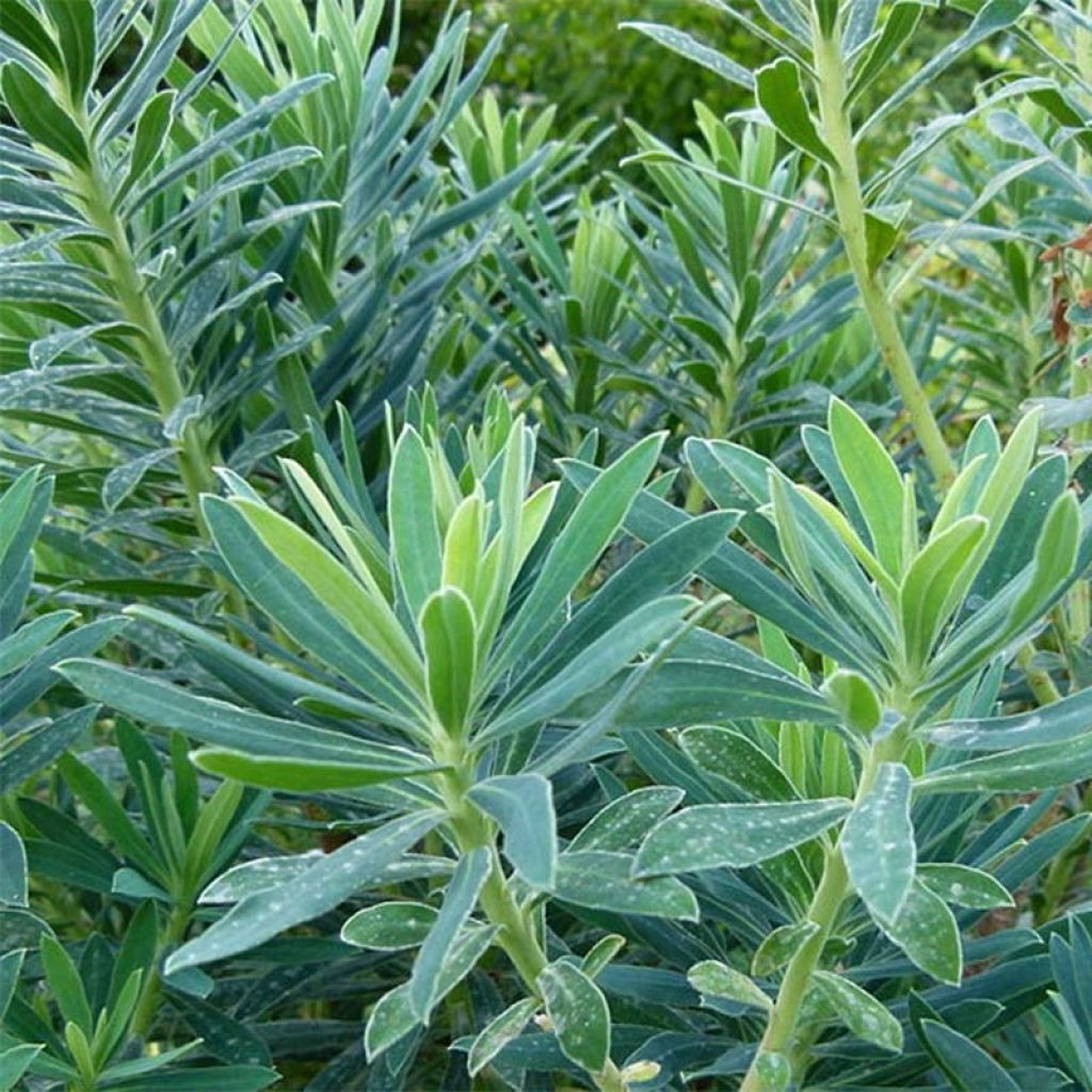 Euforbio mediterráneo - Euphorbia characias