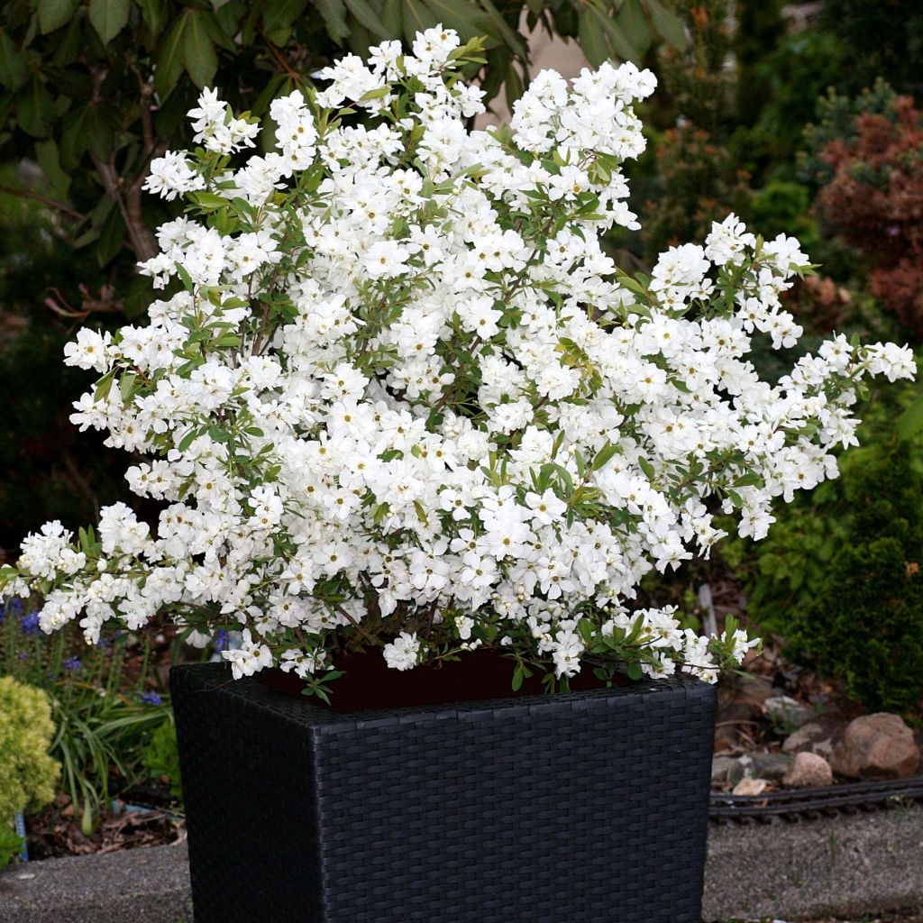 Exochorda racemosa Niagara