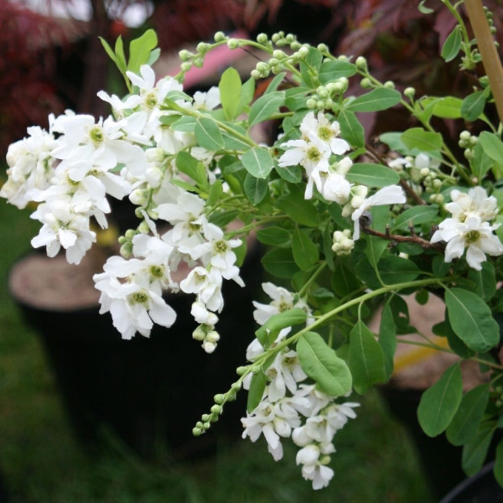 Exochorda x macrantha The Bride