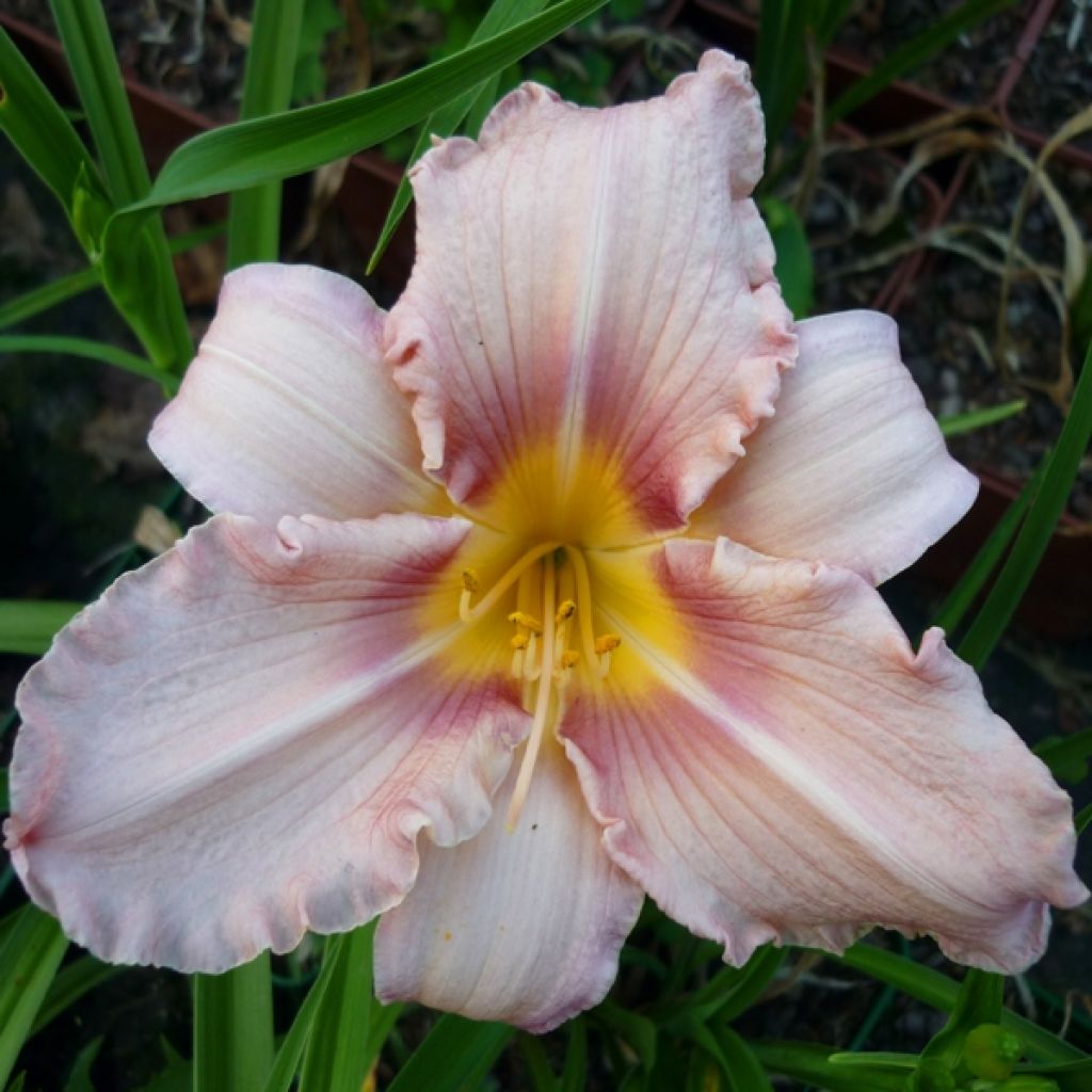 Hemerocallis Eyed Beauty