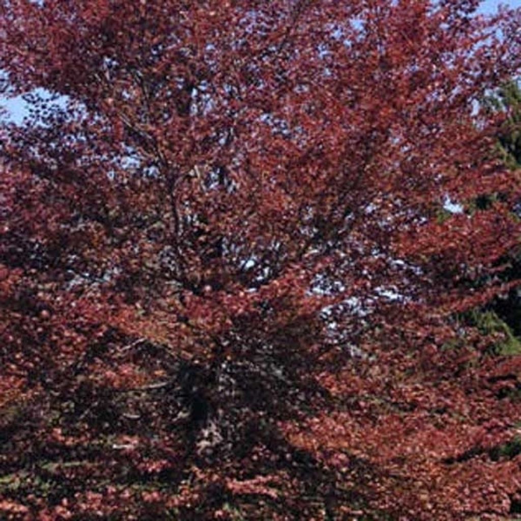 Fagus sylvatica Atropurpurea - Haya roja