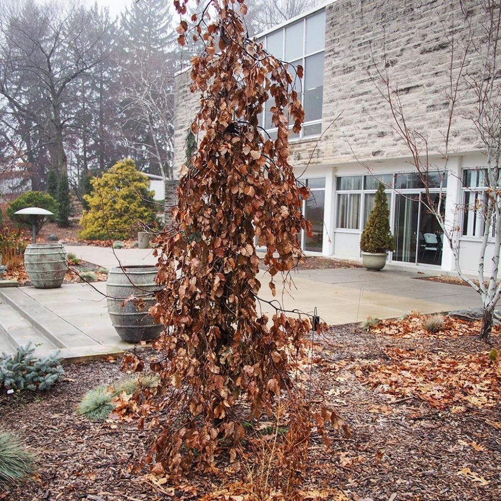 Fagus sylvatica Purple Fountain - Hêtre pourpre pleureur