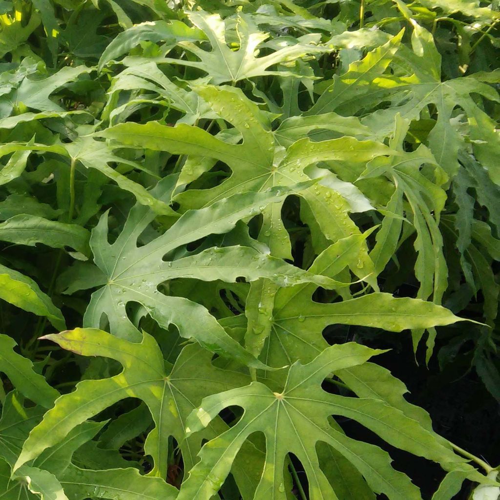 Fatsia polycarpa Green Fingers - Aralia de muchos frutos