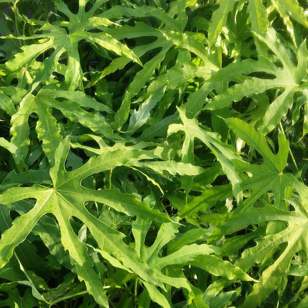 Fatsia polycarpa Green Fingers - Aralia de muchos frutos