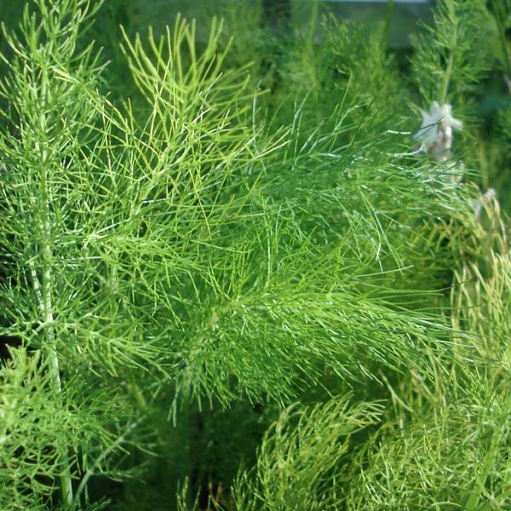 Hinojo - Foeniculum vulgare