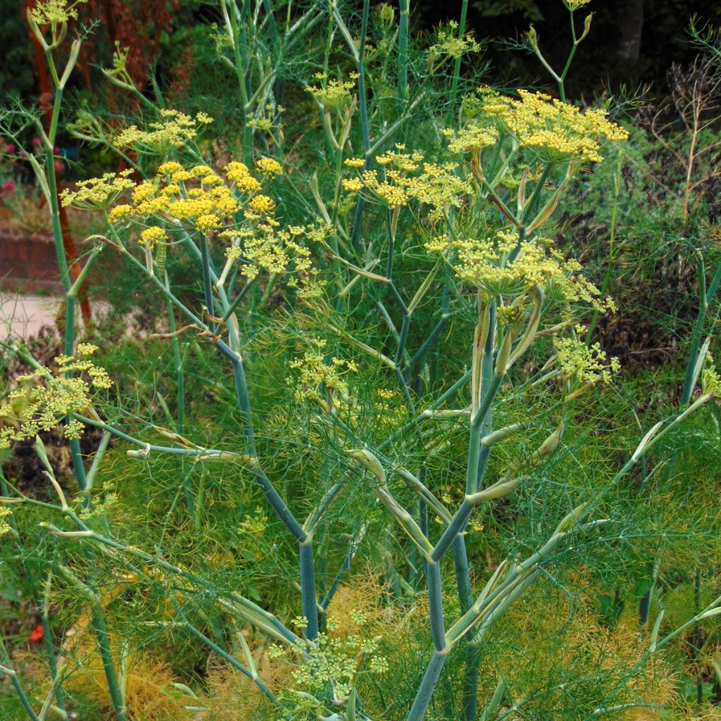 Hinojo - Foeniculum vulgare