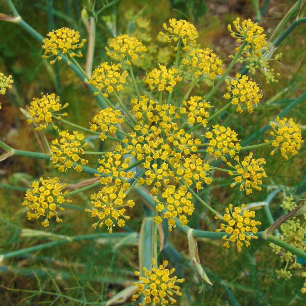 Hinojo - Foeniculum vulgare