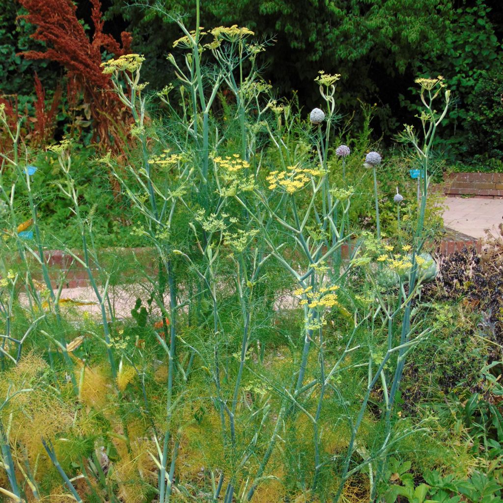 Hinojo - Foeniculum vulgare