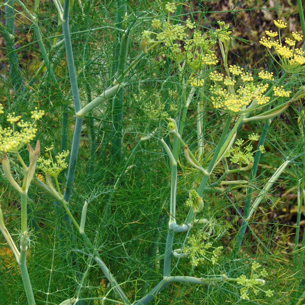 Hinojo - Foeniculum vulgare