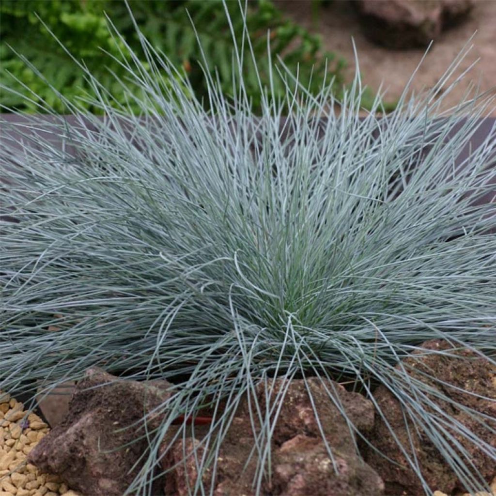 Festuca azul Intense Blue - Festuca azul