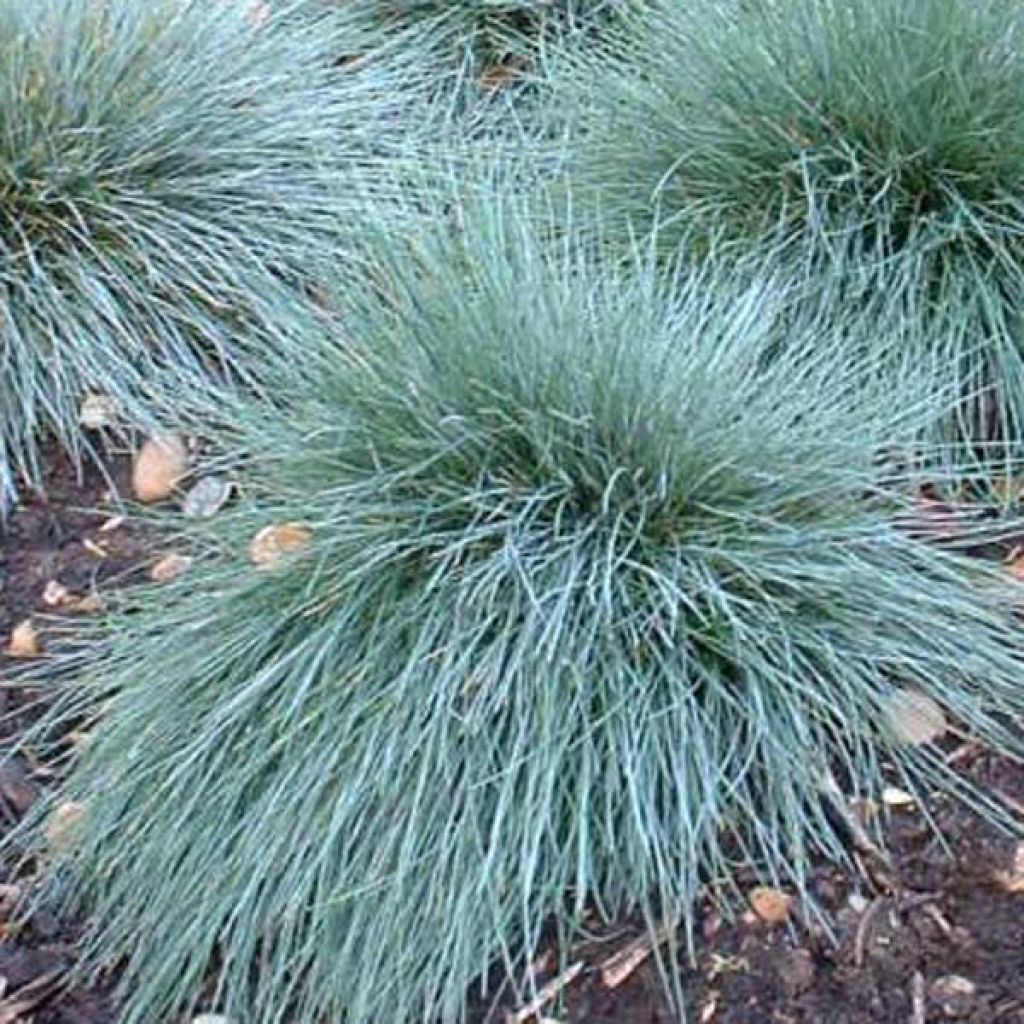 Fetuque, Festuca glauca Elijah Blue