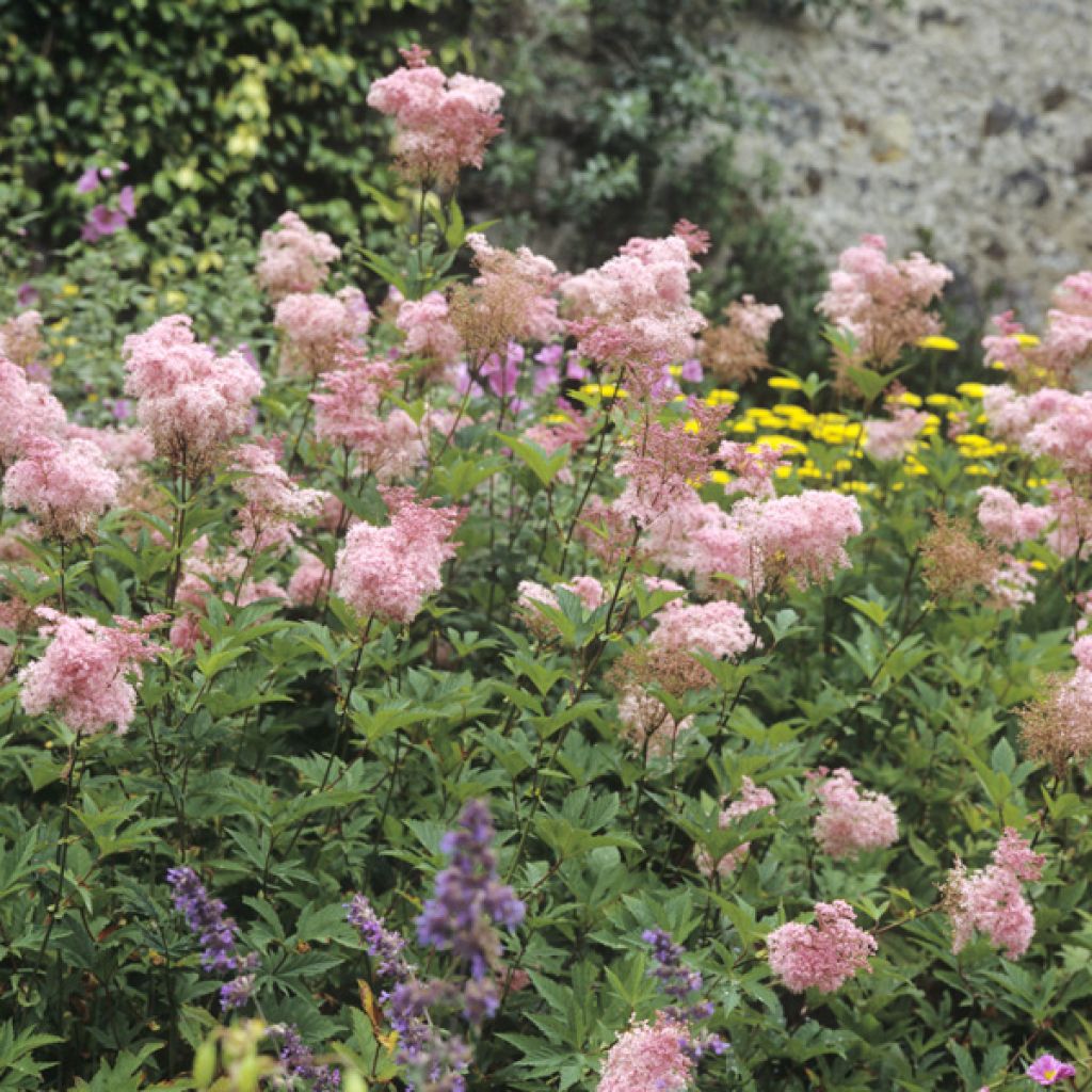 Filipendula purpurea Elegans, Reine des Près