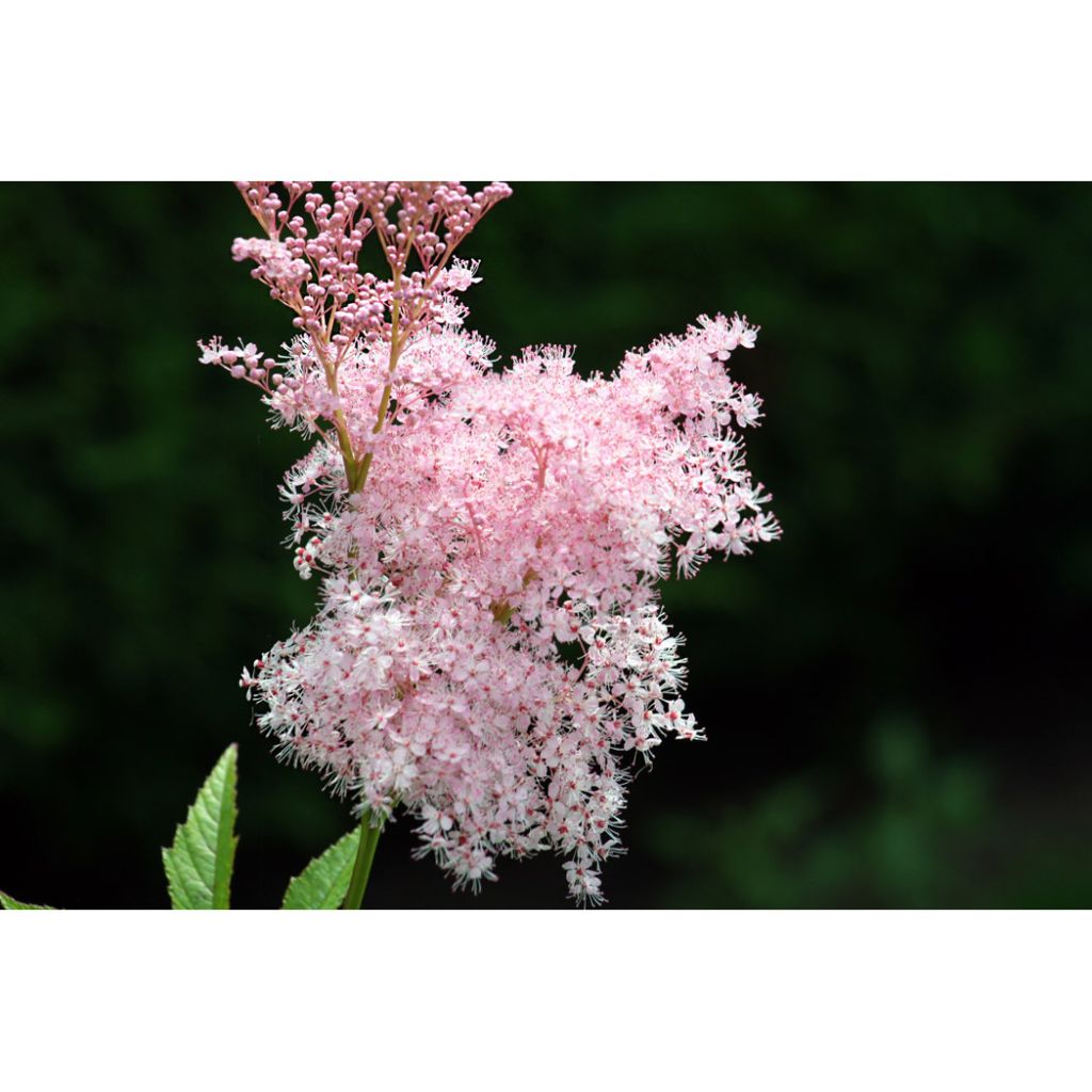 Filipendula rubra Venusta