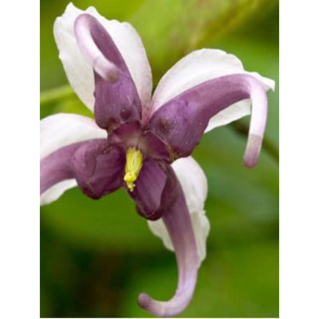 Epimedium acuminatum, Fleur des elfes