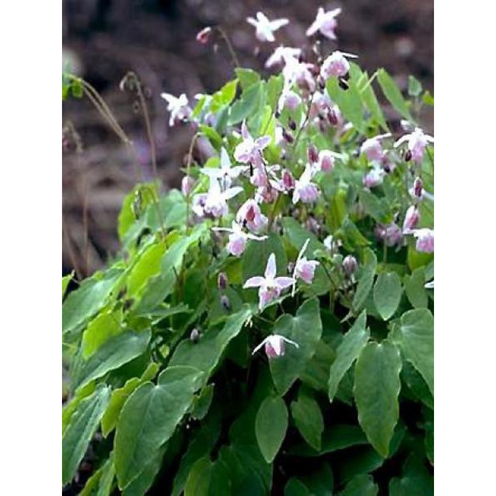 Epimedium youngianum Roseum, Fleur des elfes