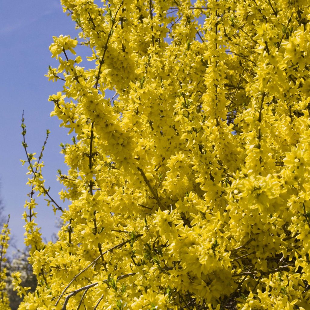 Forsythia intermedia Spectabilis