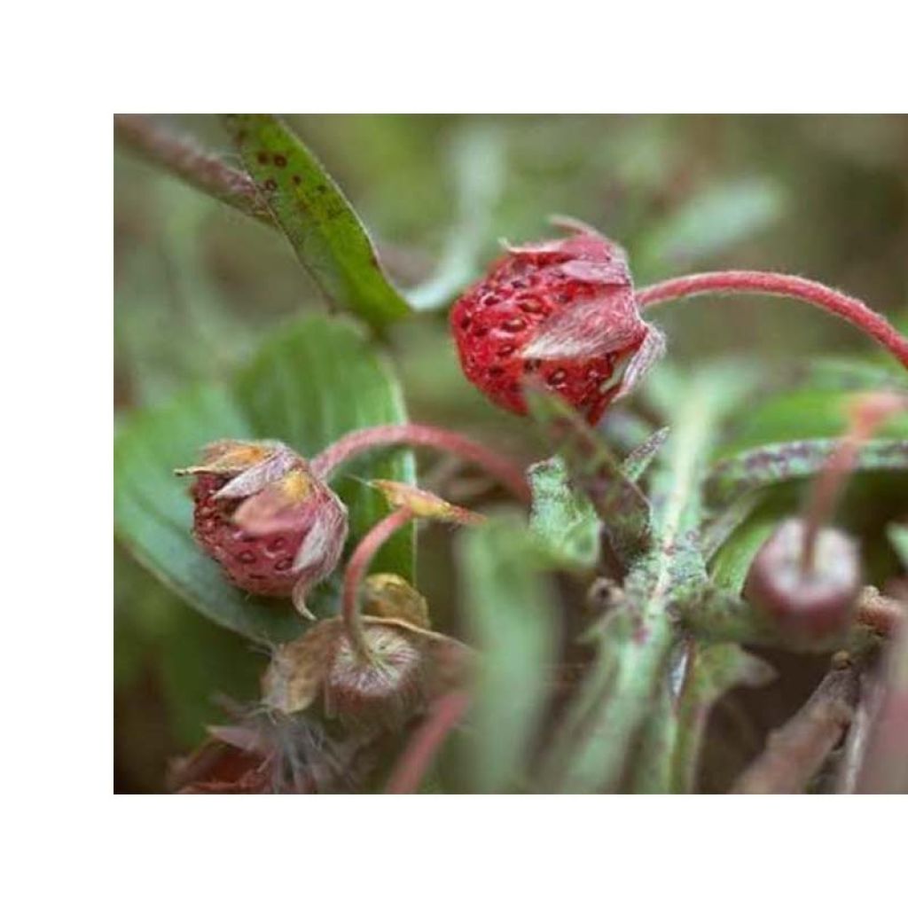 Frutilla chilena - Fragaria chiloensis