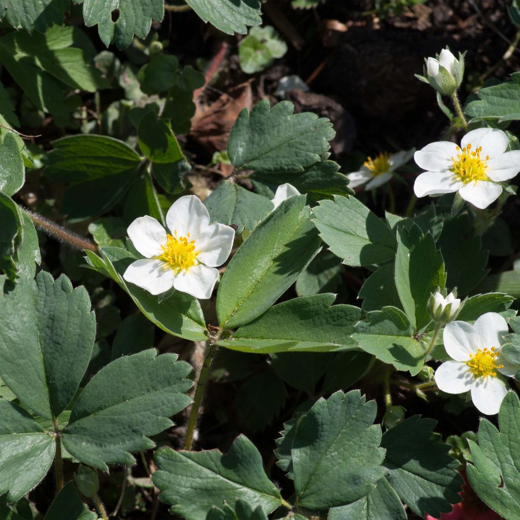 Frutilla chilena - Fragaria chiloensis