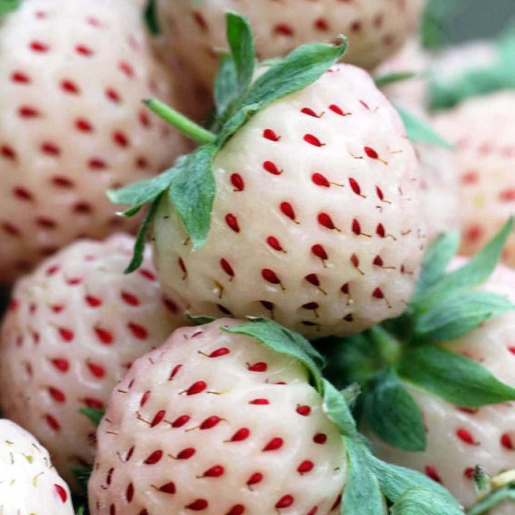 Fresa White Pineberry