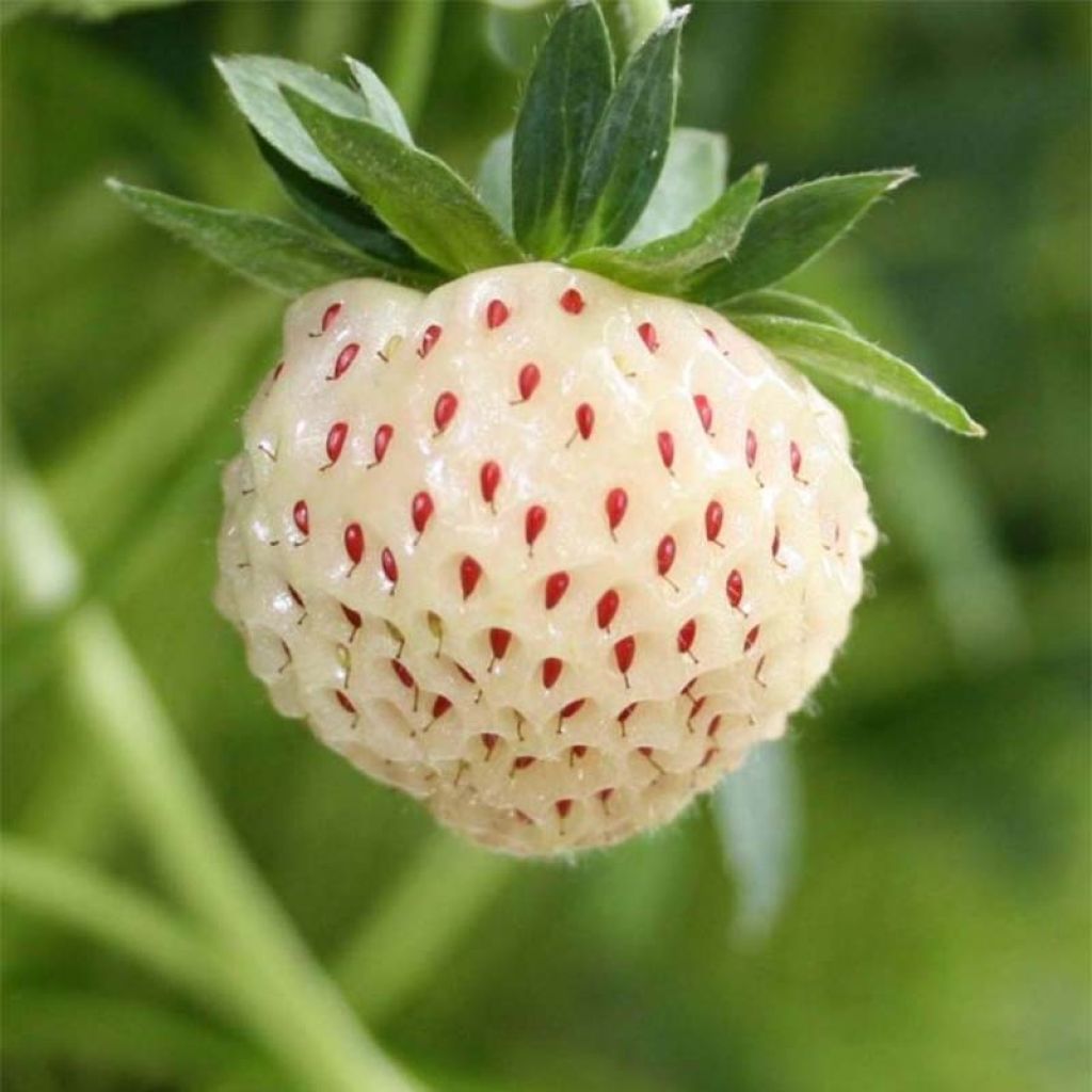 Fresa White Pineberry