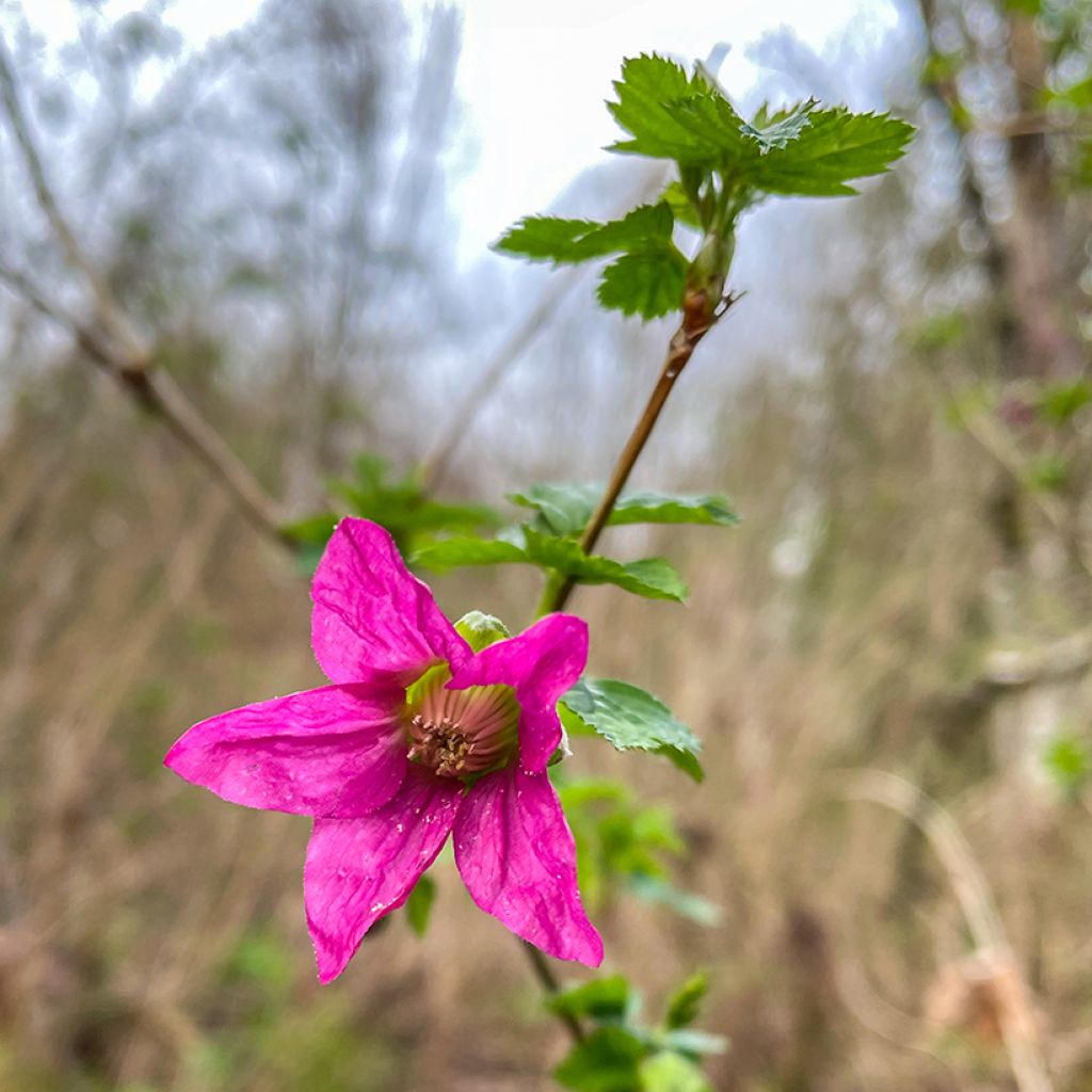 Rubus spectabilis Pacific Rose - Zarza del salmon