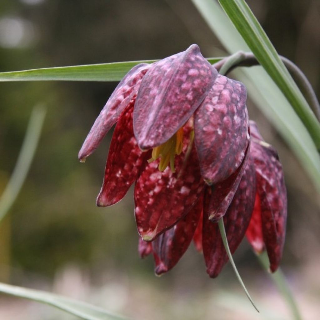 Fritillaria meleagris - Tablero de damas