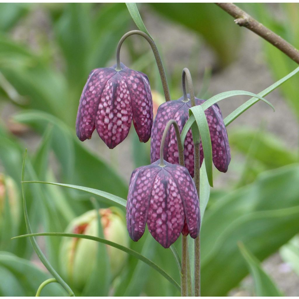 Fritillaria meleagris - Tablero de damas