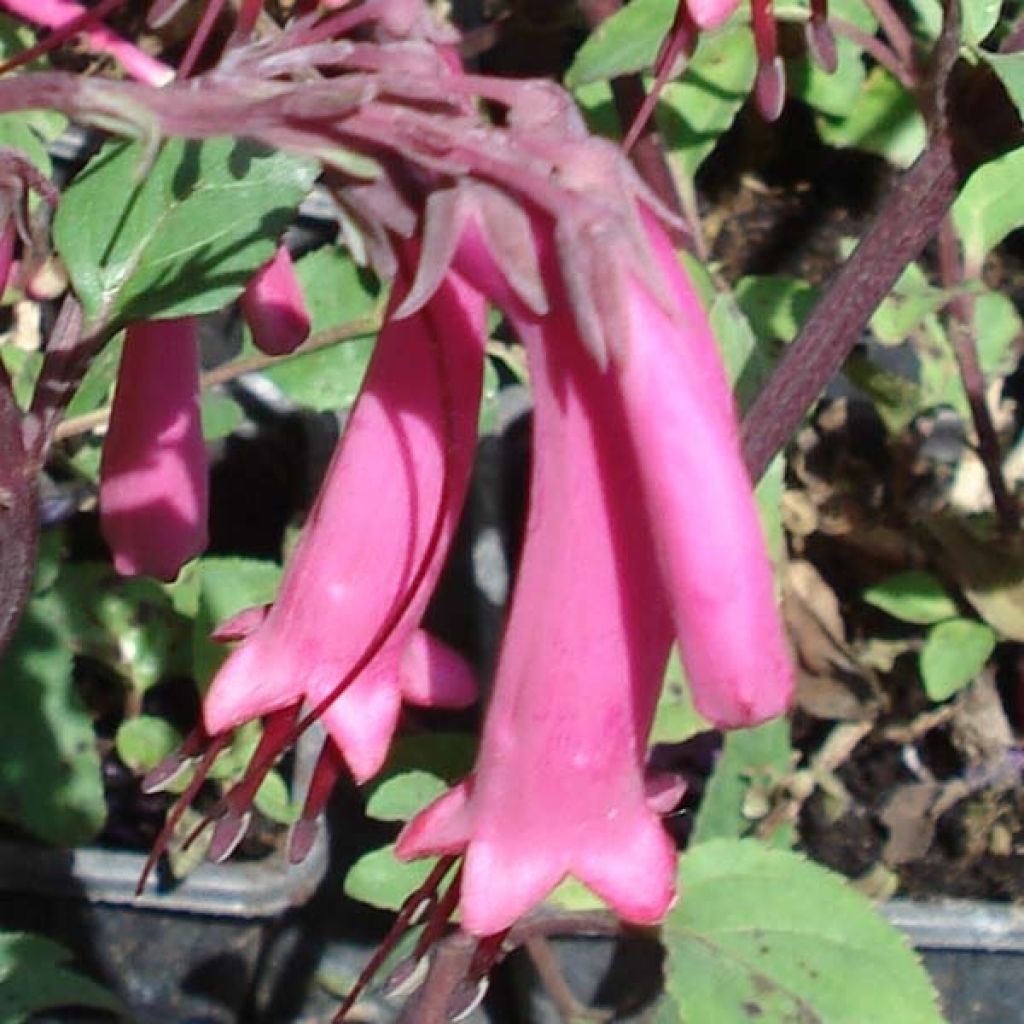 Fuchsia du Cap-Phygelius Funfare Wine