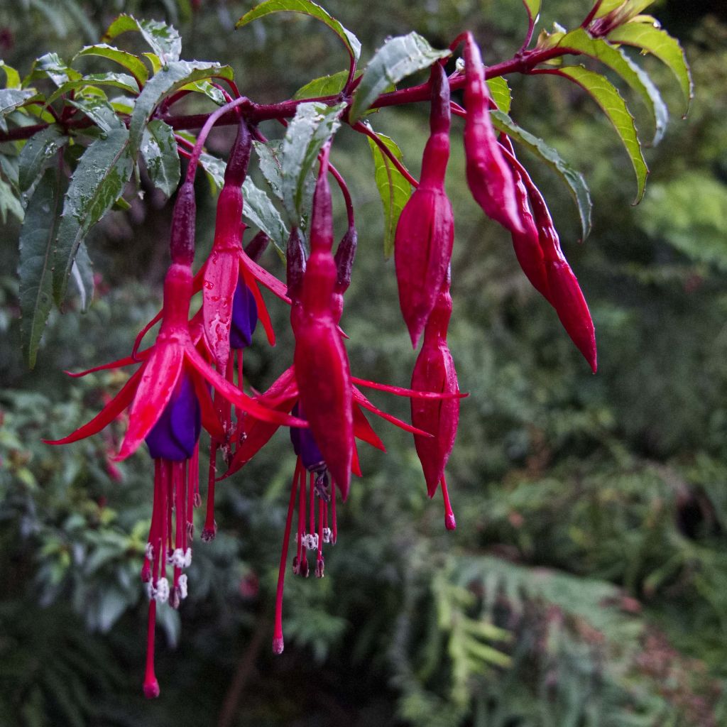 Fucsia magellanica Riccartonii