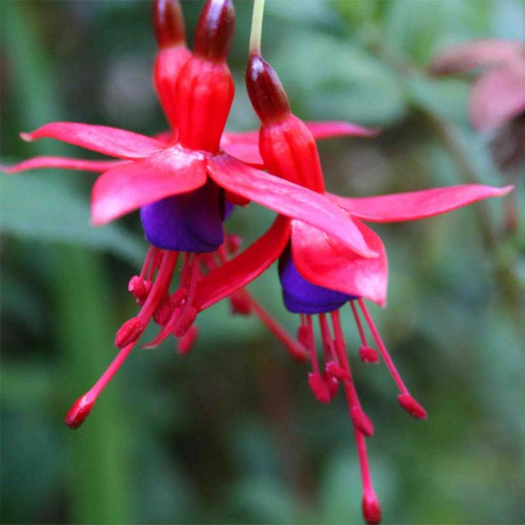 Fucsia magellanica Riccartonii