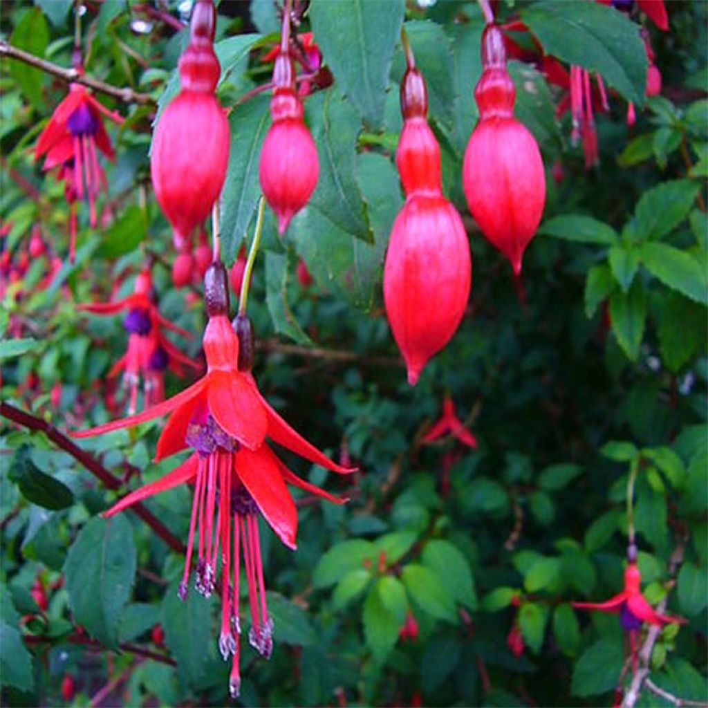 Fucsia magellanica Riccartonii