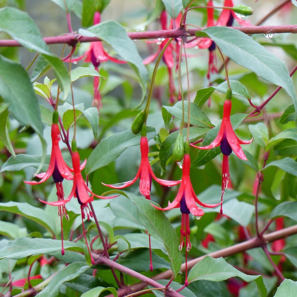 Fucsia regia Reitzii