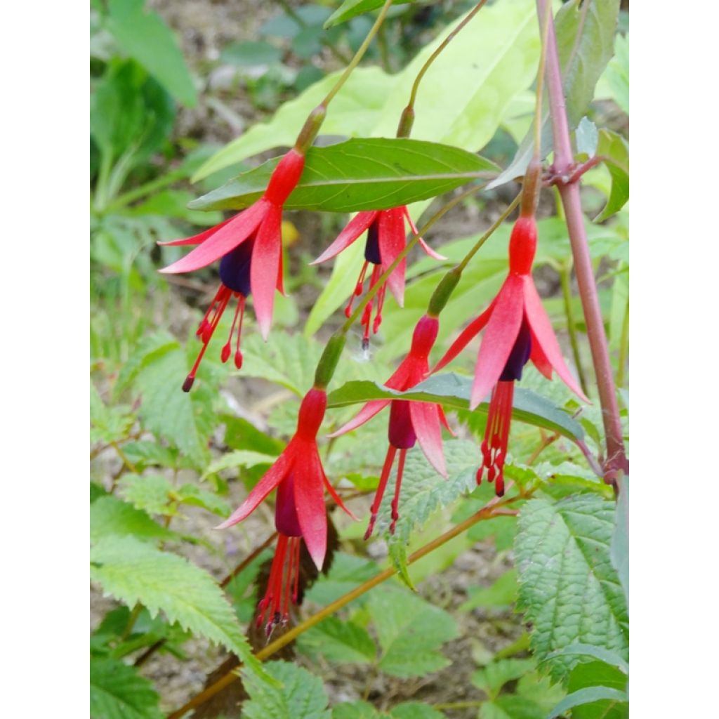 Fucsia regia Reitzii