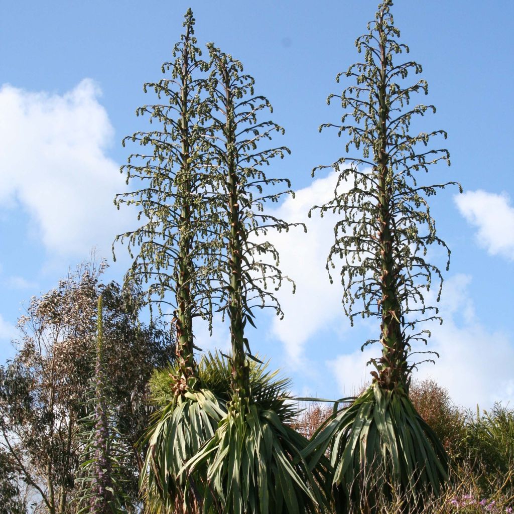 Furcraea longaeva - Pescadillo