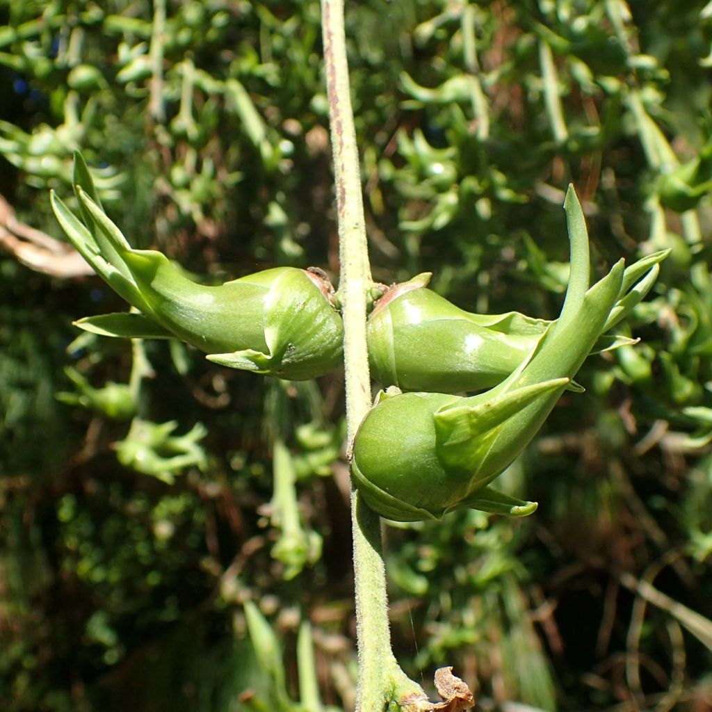 Furcraea longaeva - Pescadillo