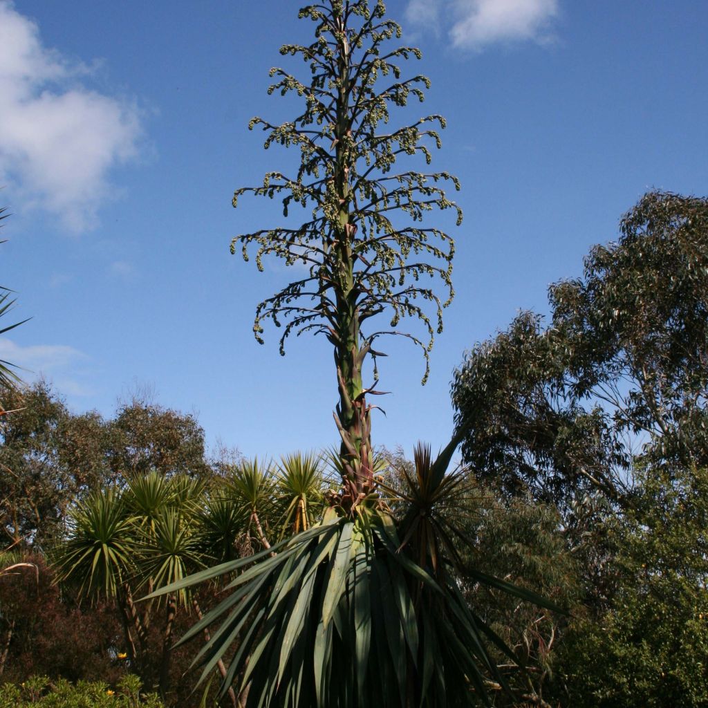 Furcraea longaeva - Pescadillo