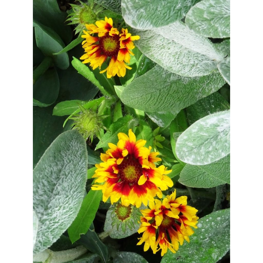 Gaillardia aristata Arizona Sun