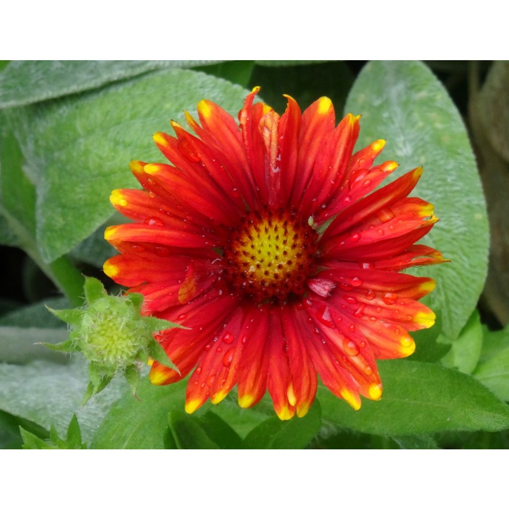 Gaillardia grandiflora Arizona Red Shades (semillas)