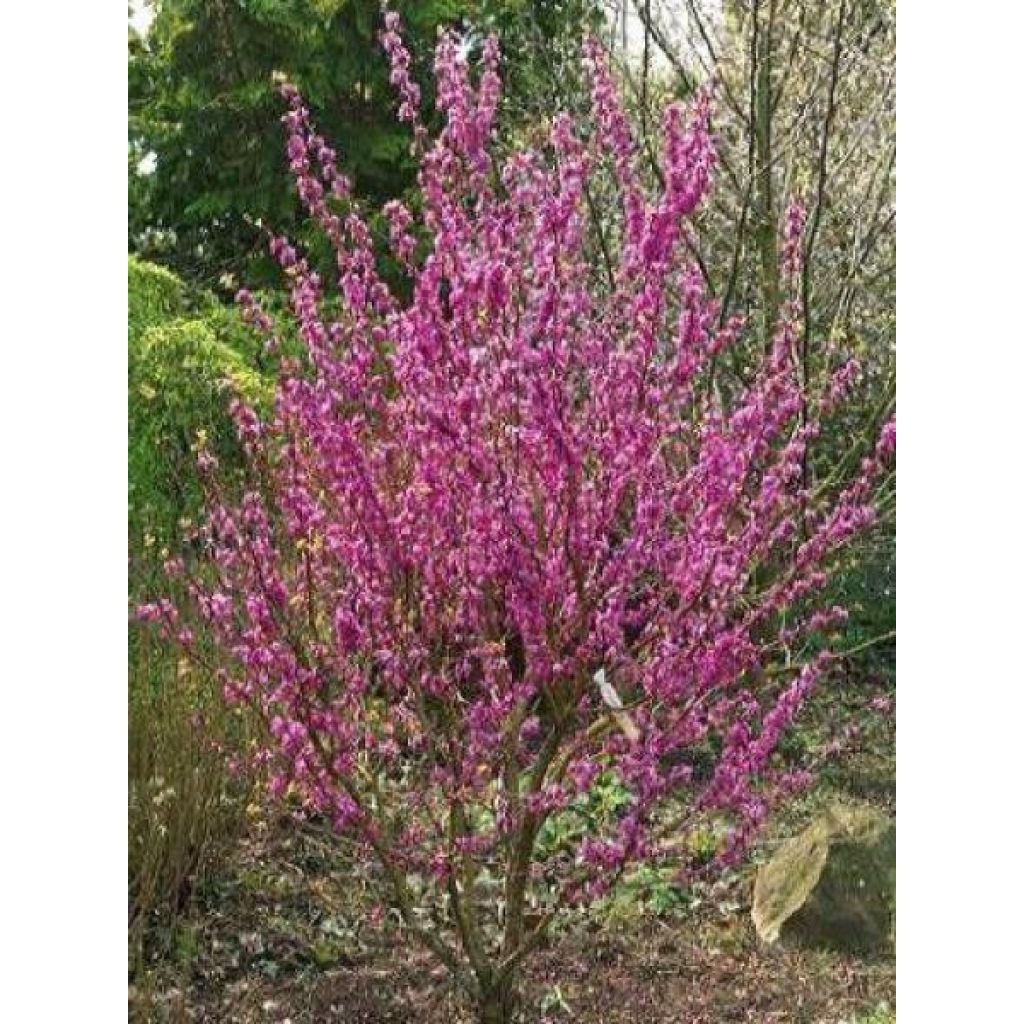 Cercis chinensis Avondale - Árbol del amor