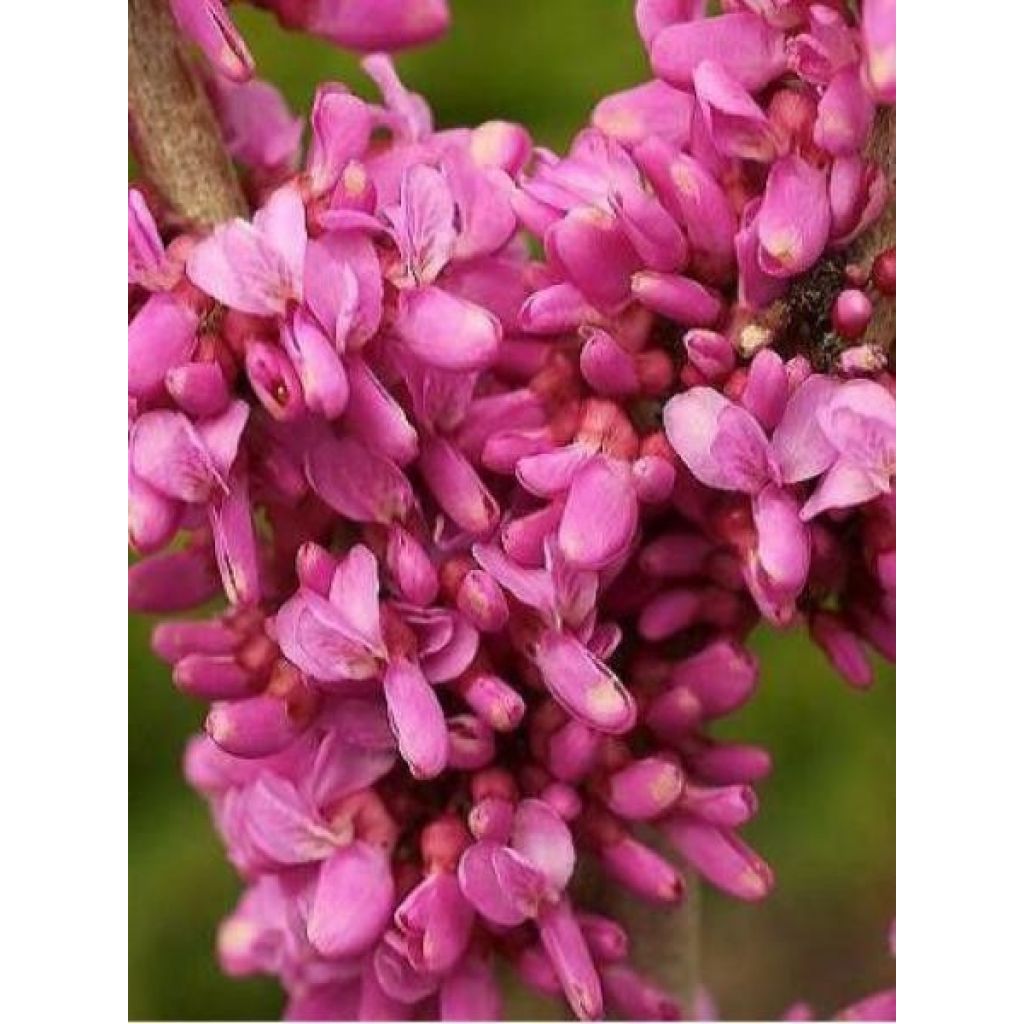 Cercis chinensis Avondale - Árbol del amor