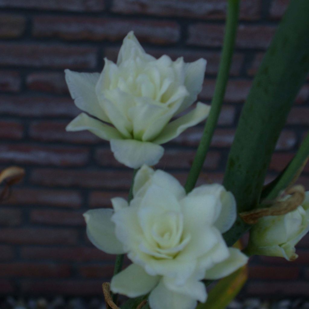 Galtonia candicans Moonbeam - Jacinto de Sudáfrica