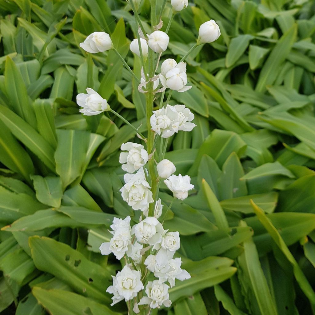 Galtonia candicans Moonbeam - Jacinto de Sudáfrica