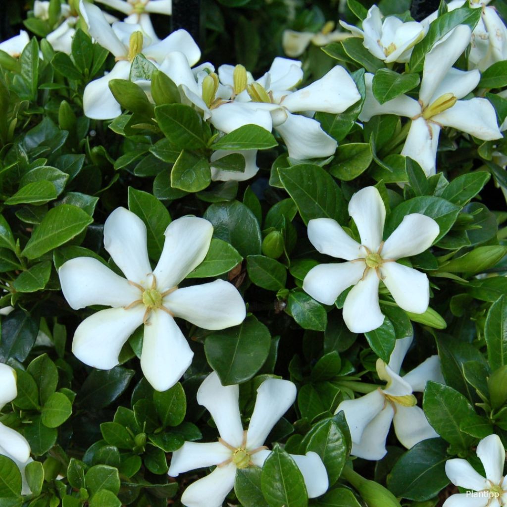 Gardenia jasminoides Pinwheel