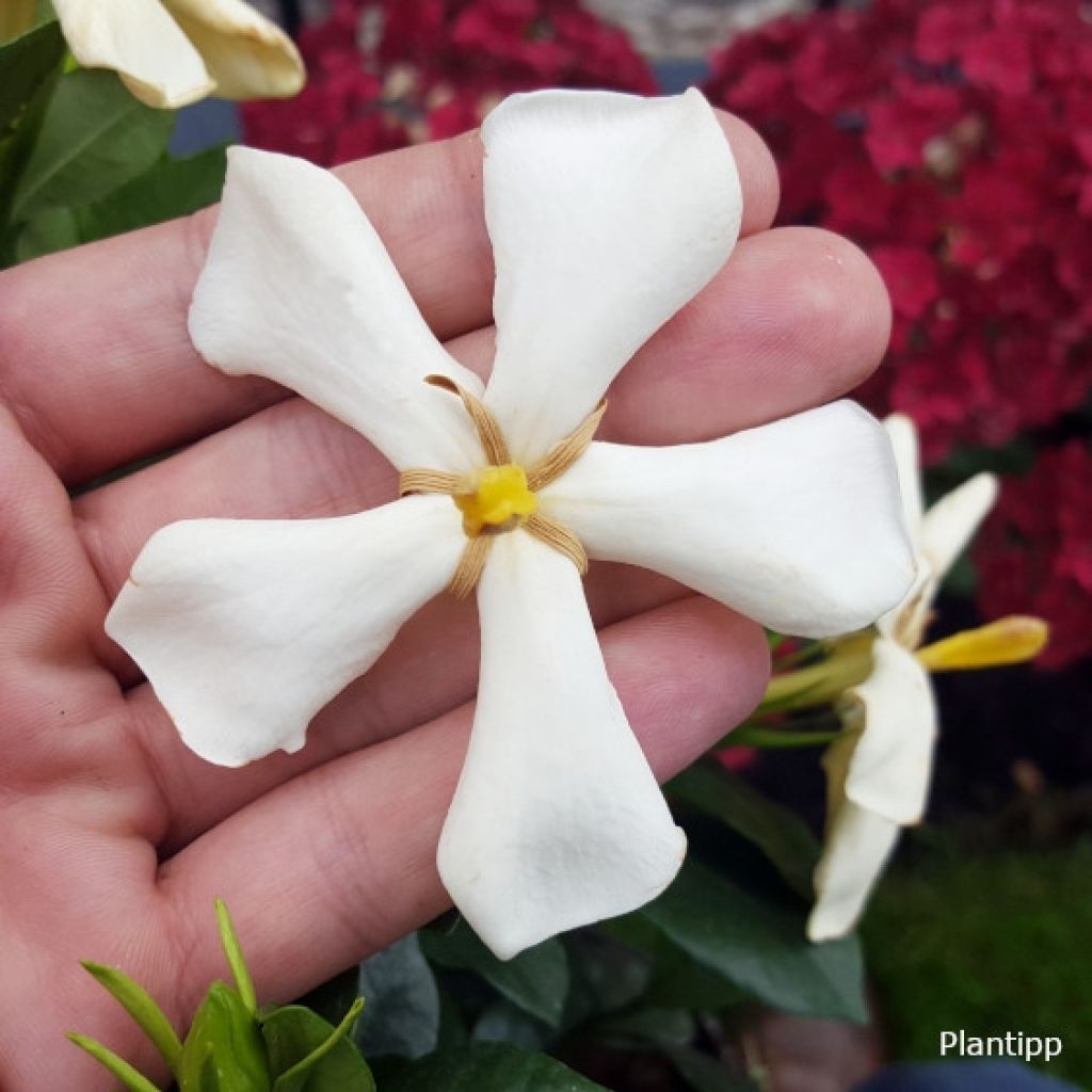 Gardenia jasminoides Pinwheel