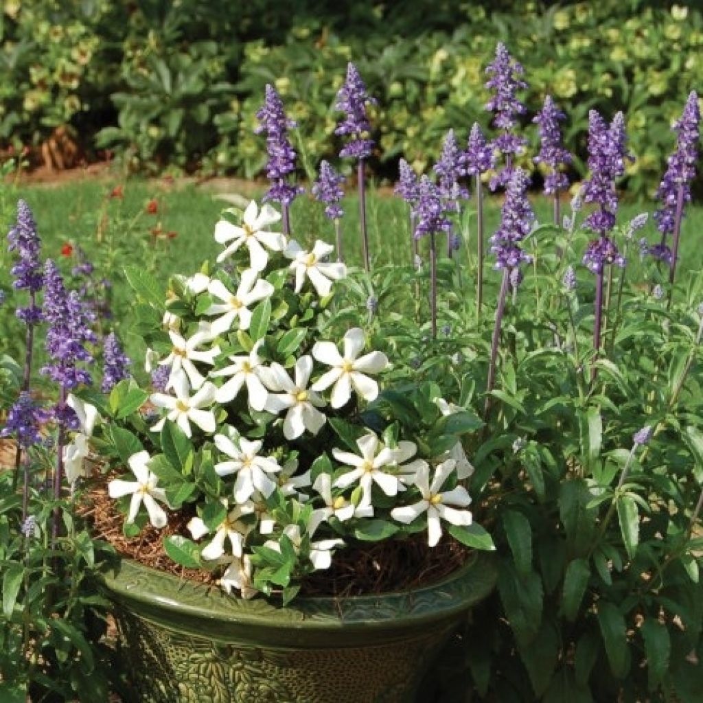 Gardenia jasminoides Pinwheel