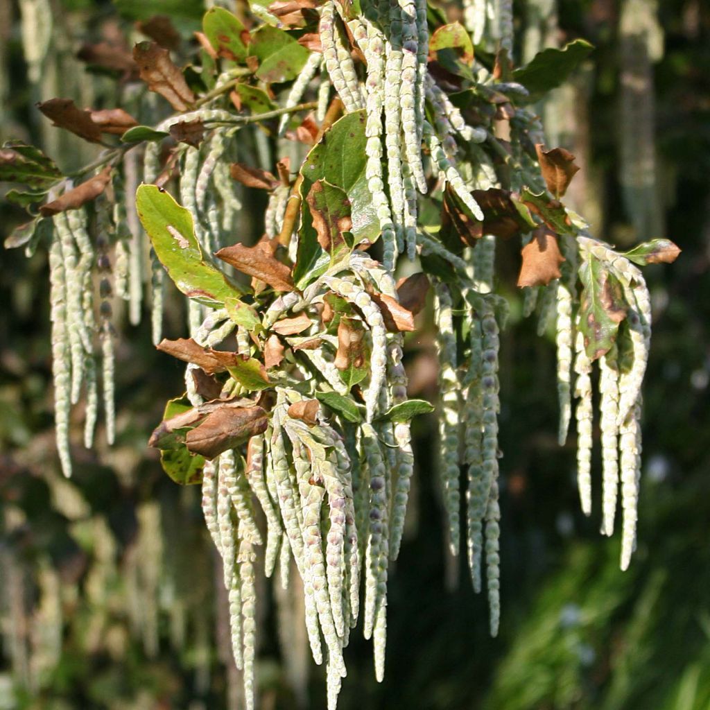 Garrya elliptica