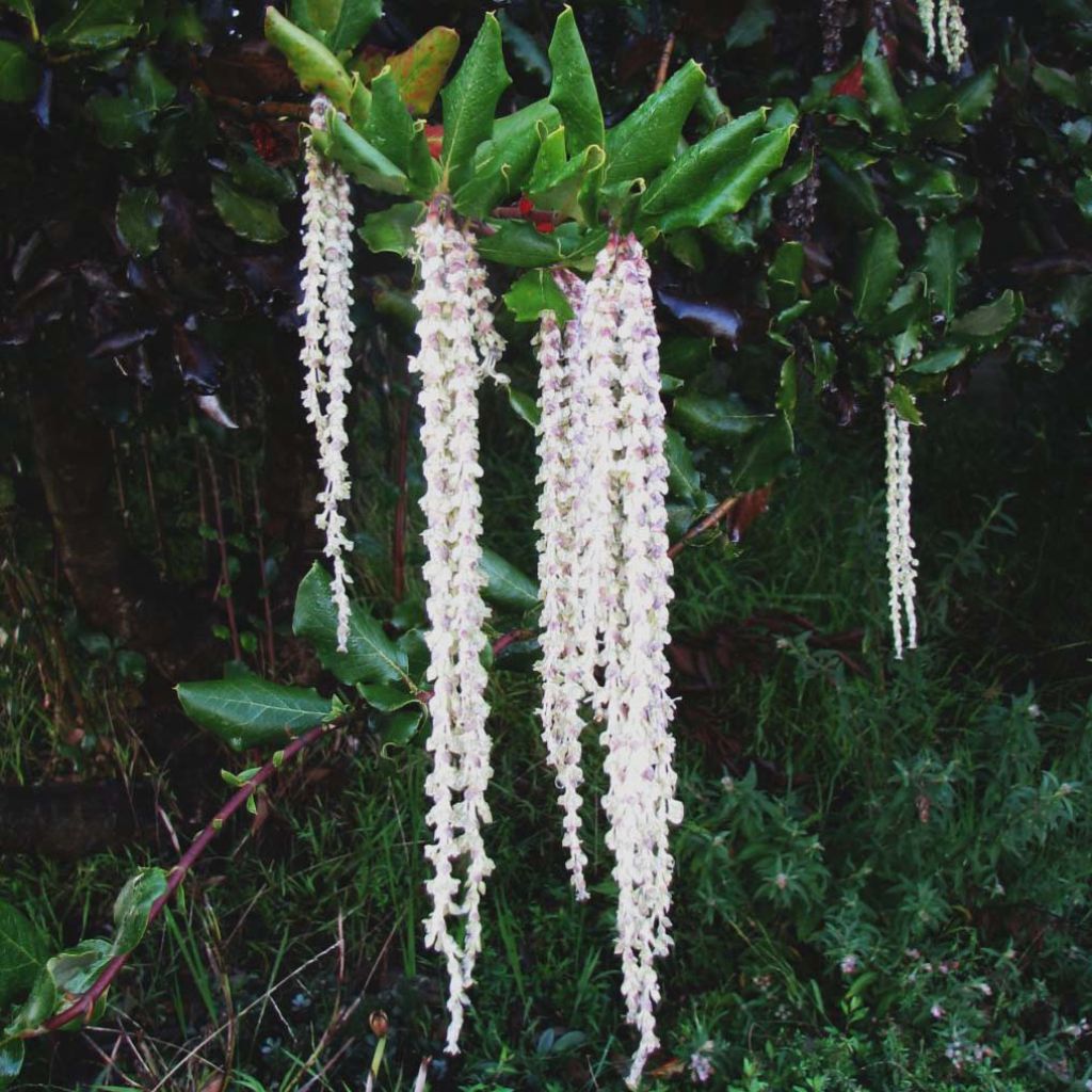 Garrya elliptica