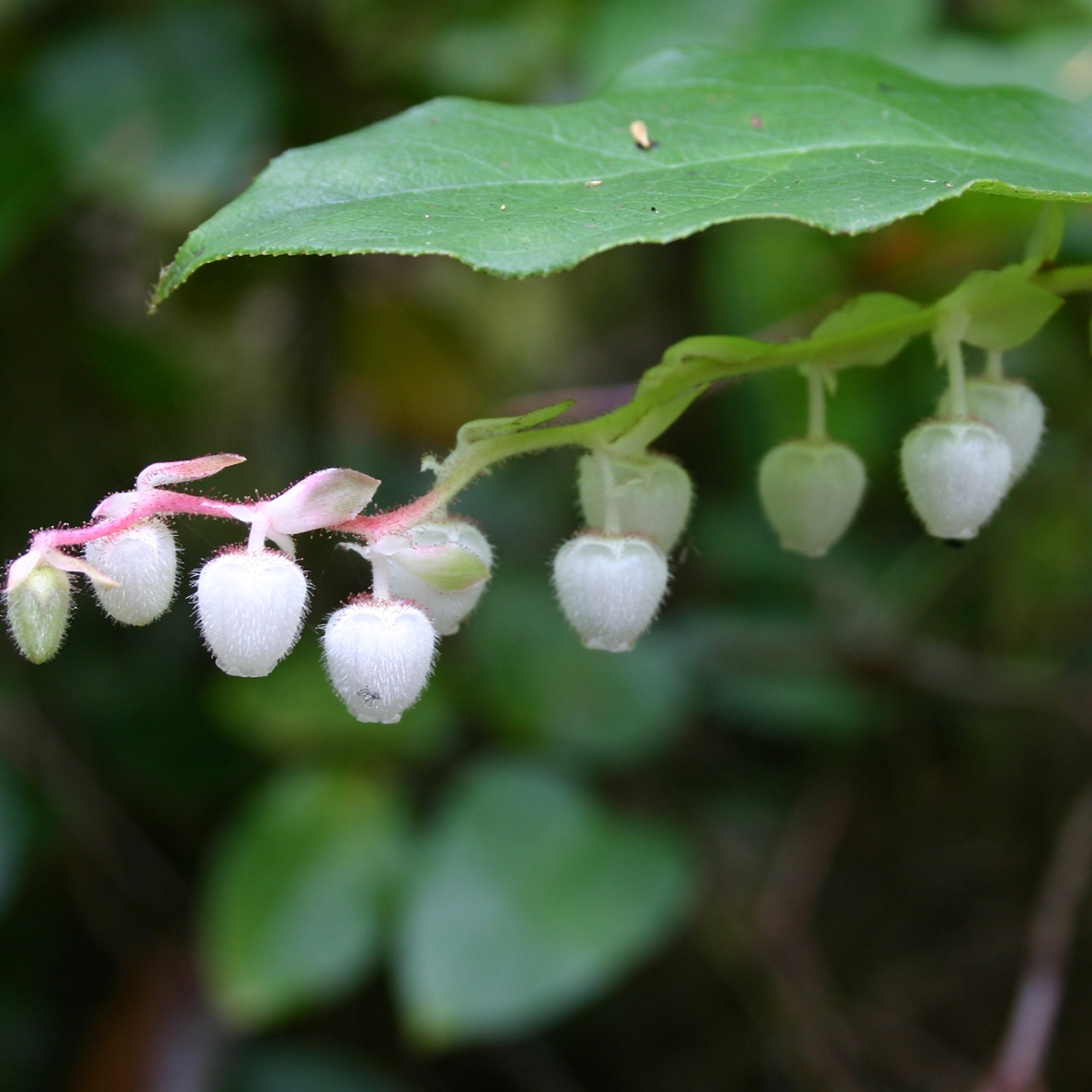 Gaultheria shallon - Salal