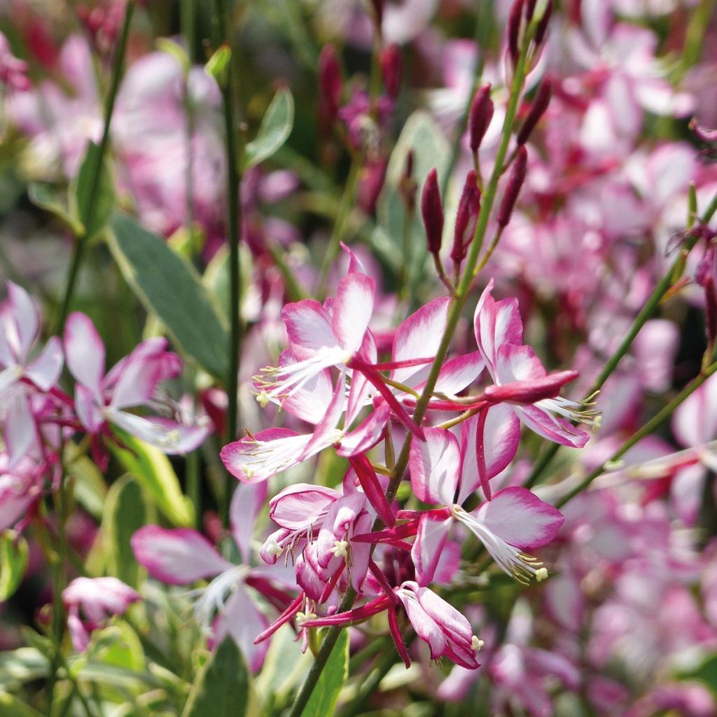 Gaura lindheimeri Freefolk Rosy 